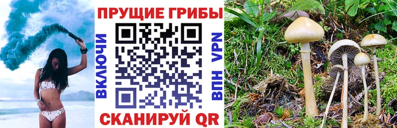 Псилоцибиновые грибы Psilocybine cubensis  Купить где  Кудрово 